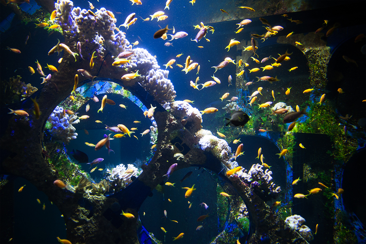 Nausicaa Grootste Aquarium van Europa