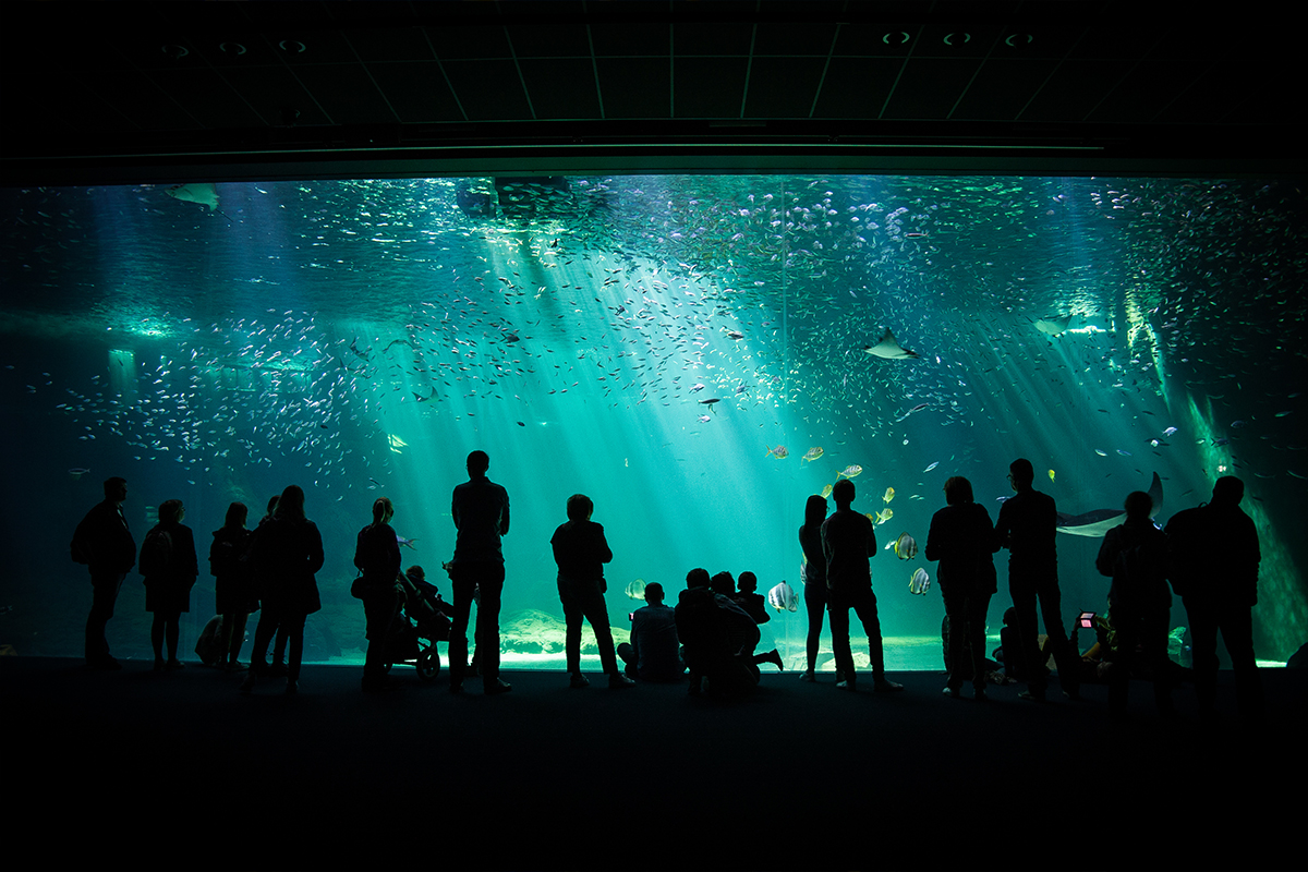 Nausicaa Grootste Aquarium van Europa